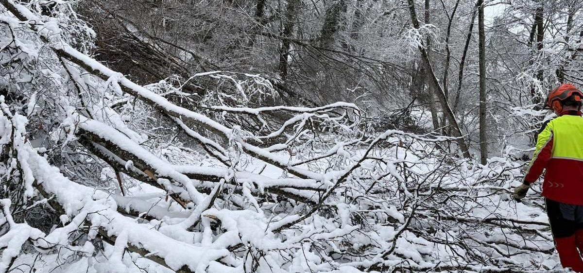 Ein schneebedeckter Wald mit Ästen und Bäumen auf dem Boden. Die Bäume sind kahl und die Äste sind mit Schnee bedeckt.
