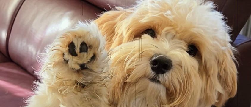 Ein kleiner, flauschiger Hund mit hellbraunem Fell sitzt auf einem braunen Ledersofa und hebt eine Pfote in die Luft.