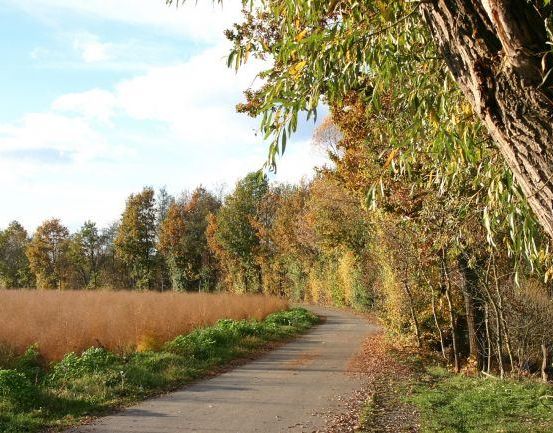Ein ruhiger Weg, gesäumt von hohen Bäumen und Sträuchern, führt in ein weites Feld unter einem blauen Himmel mit weißen Wolken.