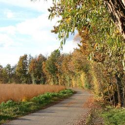 Ein ruhiger Weg, gesäumt von hohen Bäumen und Sträuchern, führt in ein weites Feld unter einem blauen Himmel mit weißen Wolken.