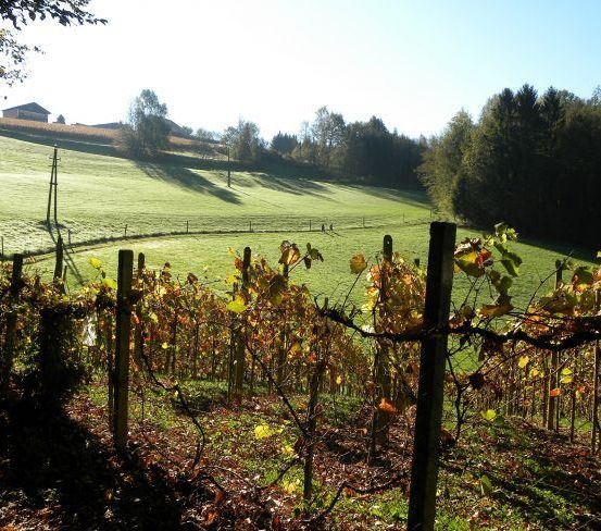 Ein Weinberg mit grünen und braunen Blättern, umgeben von einem Zaun. In der Ferne befindet sich ein Haus und ein Feld unter einem klaren Himmel.