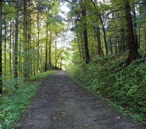 Ein schmutziger Pfad schlängelt sich durch einen dichten Wald mit hohen Bäumen und Grün auf beiden Seiten.