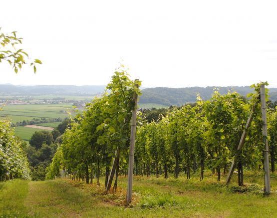 Ein Weinberg mit Weinreben und üppigen grünen Blättern, eingebettet in eine hügelige Landschaft mit entfernten Hügeln und einem klaren Himmel.