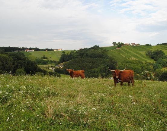 Zwei braune Highland-Rinder mit langen Hörnern stehen in einer Wiese mit weißen Blumen, mit einem Hintergrund aus grünen Hügeln und einem bewölkten Himmel.