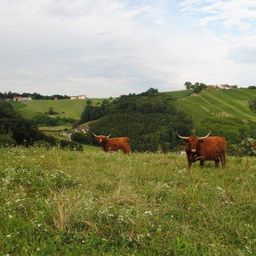 Zwei braune Highland-Rinder mit langen Hörnern stehen in einer Wiese mit weißen Blumen, mit einem Hintergrund aus grünen Hügeln und einem bewölkten Himmel.
