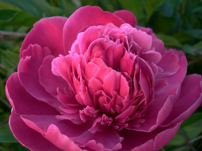 Bild enthält, Flower, Plant, Geranium, Rose, Petal, Peony, Dahlia, Carnation