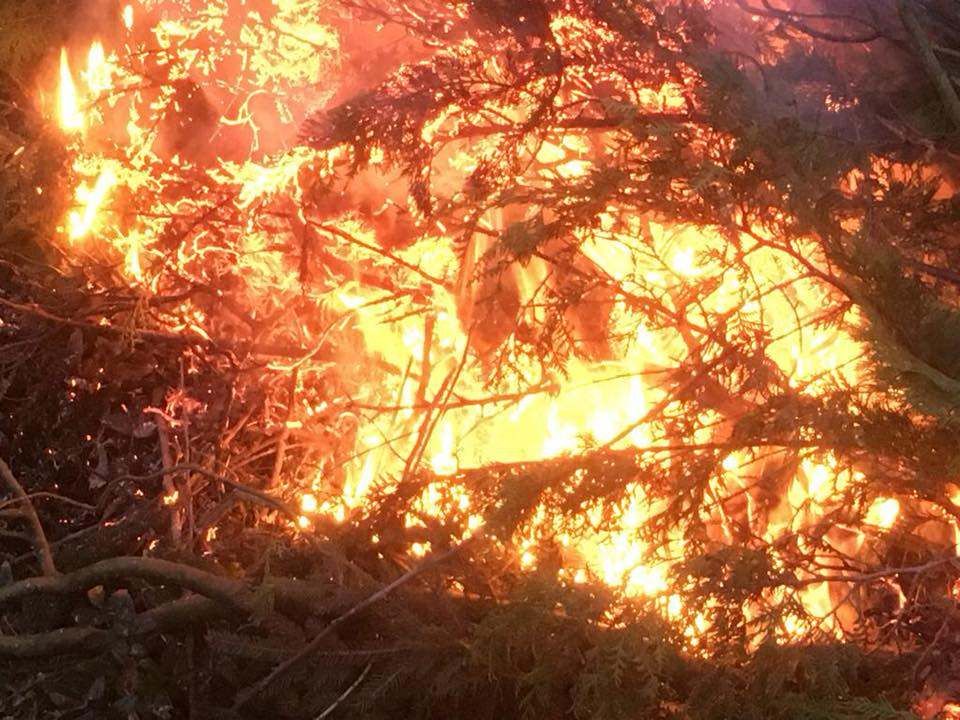 Ein Waldbrand brennt heftig, wobei Flammen Bäume und Äste verschlingen und ein leuchtendes oranges Licht ausstrahlen.