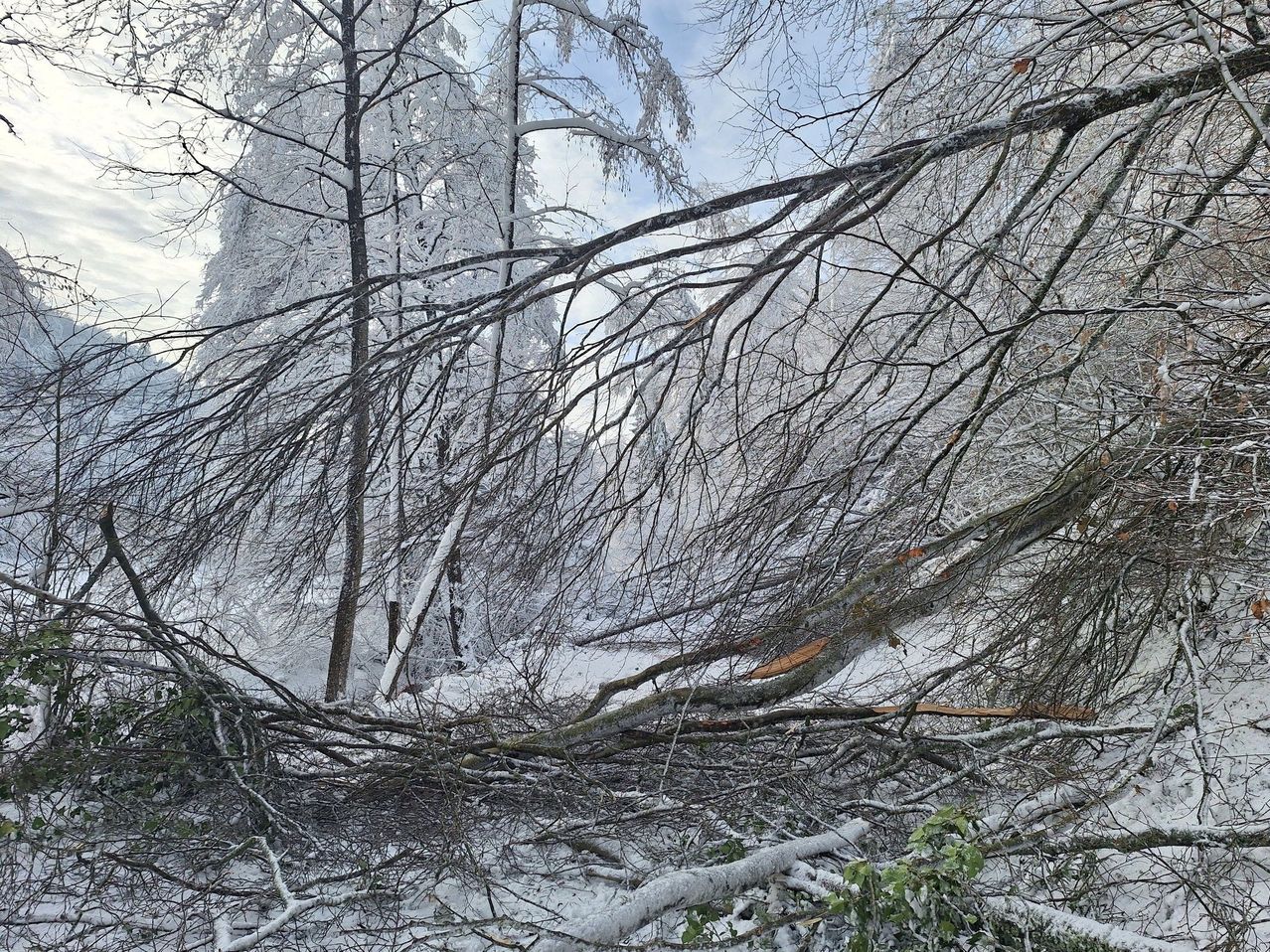Schneebedeckte Bäume und Äste liegen verstreut auf dem Boden in einem Wald, möglicherweise aufgrund eines Sturms.