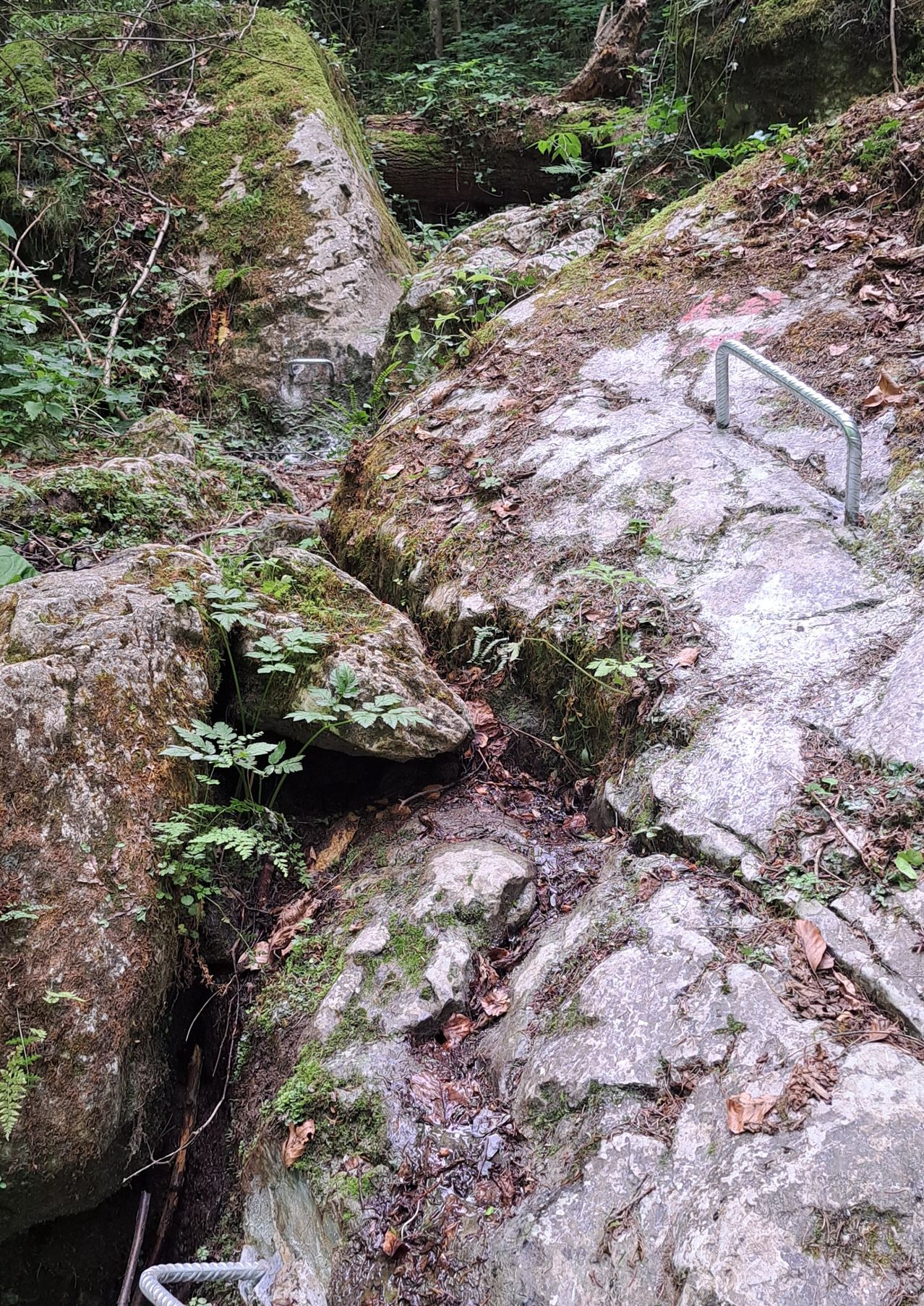 Ein felsiger Pfad mit einem Metallhandlauf auf der rechten Seite, umgeben von Moos und abgefallenen Blättern.