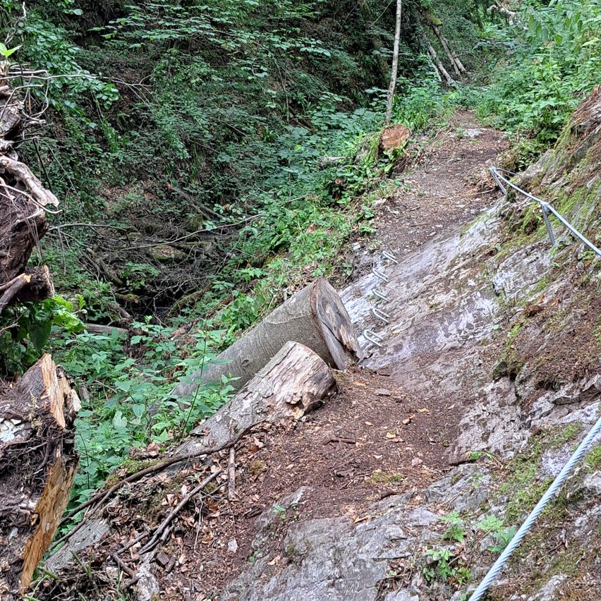 Ein Wanderweg mit umgestürzten Bäumen und einem felsigen Pfad. Der Weg ist schmal und von Grün umgeben.