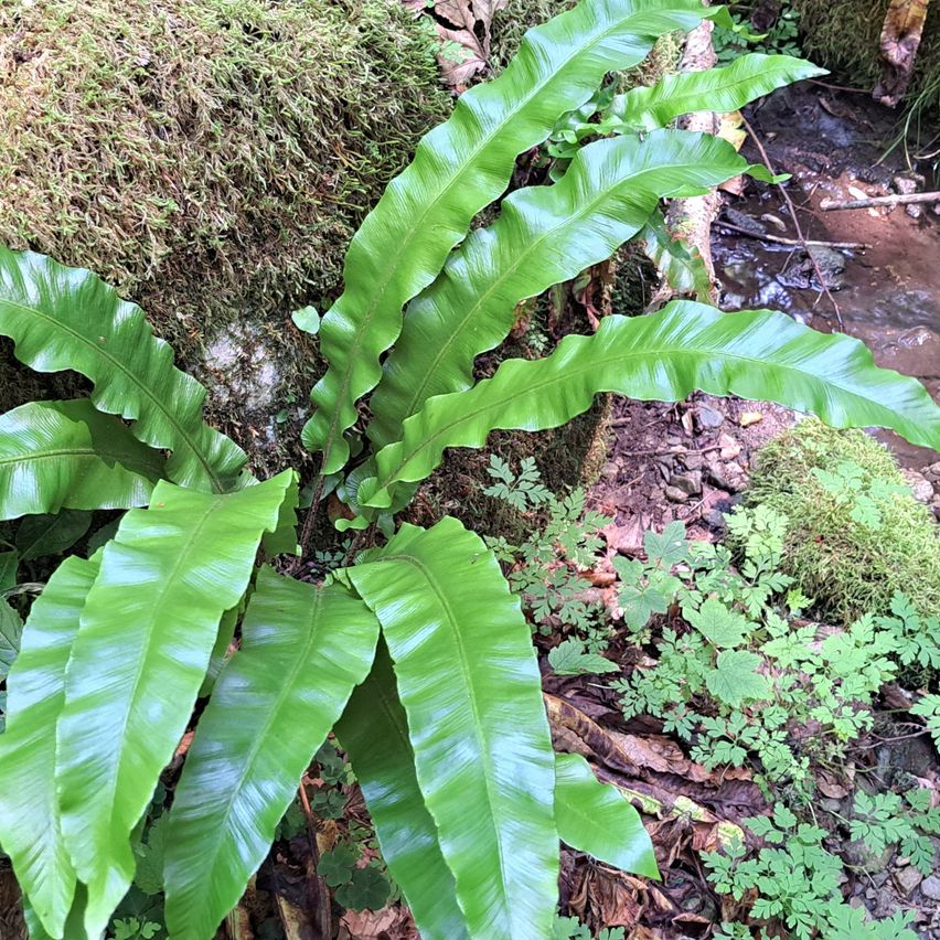 Eine Nahaufnahme einer großen, üppigen grünen Pflanze mit breiten Blättern, die auf einem moosbedeckten Felsen in einem Wald wächst.