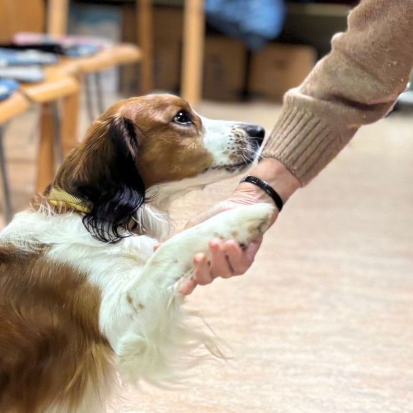 Eine Person hält die Pfote eines Hundes, der zur Person aufblickt. Der Hund ist braun und weiß mit einem gelben Halsband.