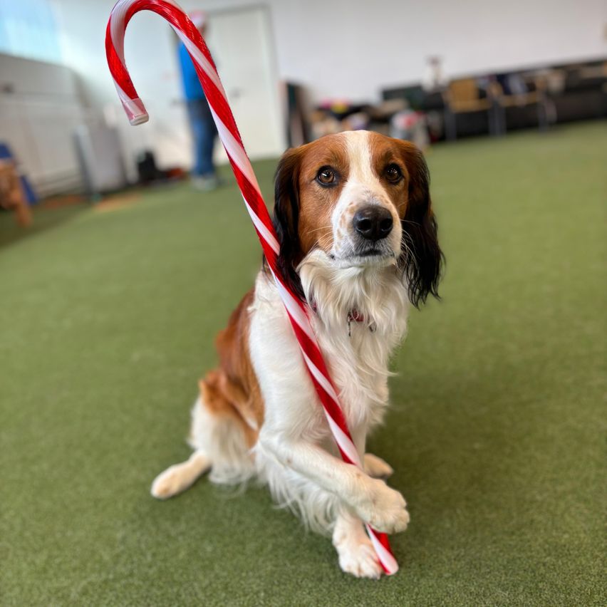 Ein Hund mit rotem und weißem Fell hält eine Zuckerstange. Der Hund sitzt auf einem grünen Teppich. Dahinter sind Stühle und ein Schreibtisch. Eine Person steht in der Nähe der Wand.
