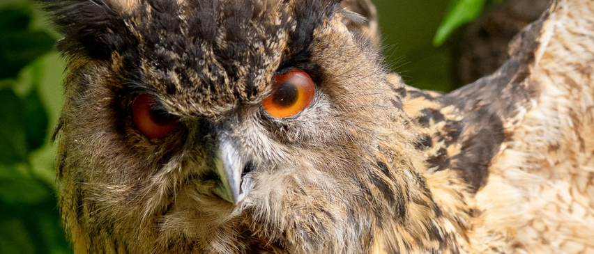 Bild enthält, Animal, Beak, Bird, Owl, Advertisement, Poster