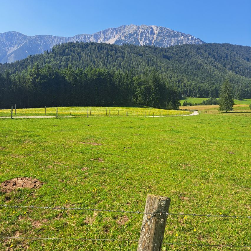 Eine malerische grüne Wiese mit gelben Blumen, umsäumt von einem Zaun, umgeben von üppigen grünen Bäumen und Bergen im Hintergrund.