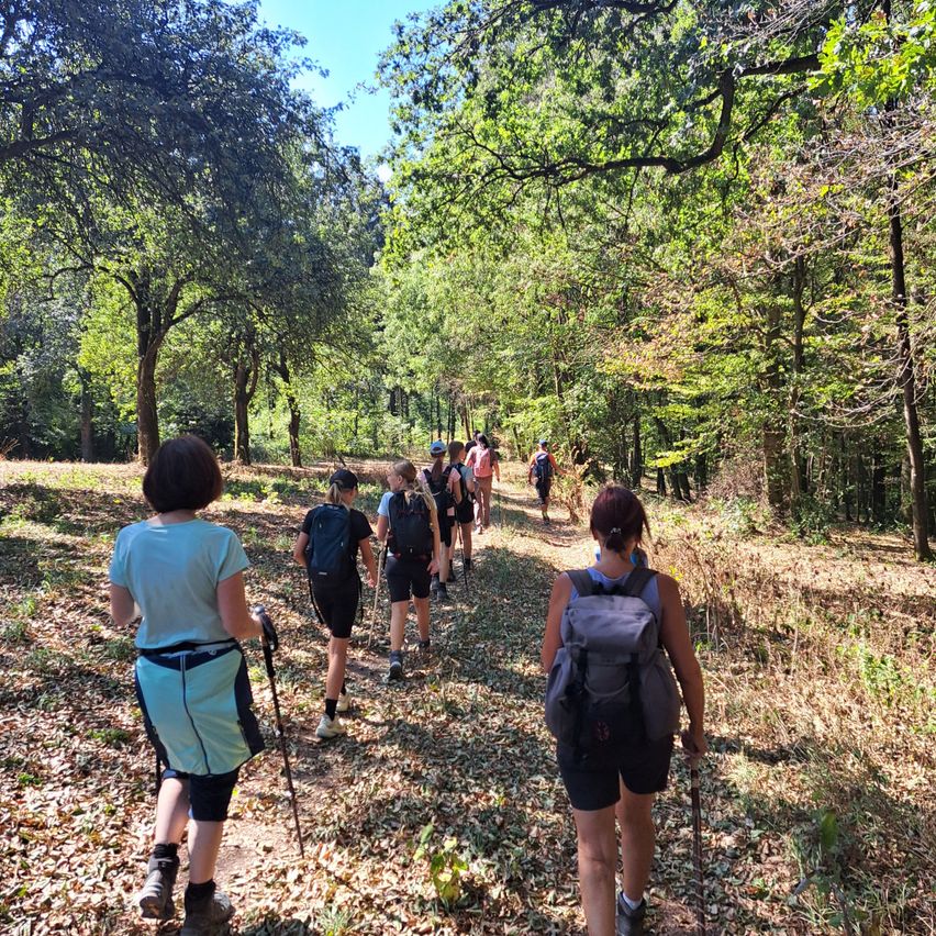 A group of hikers with backpacks are walking on a trail in a forest, some wearing hats and using trekking poles.