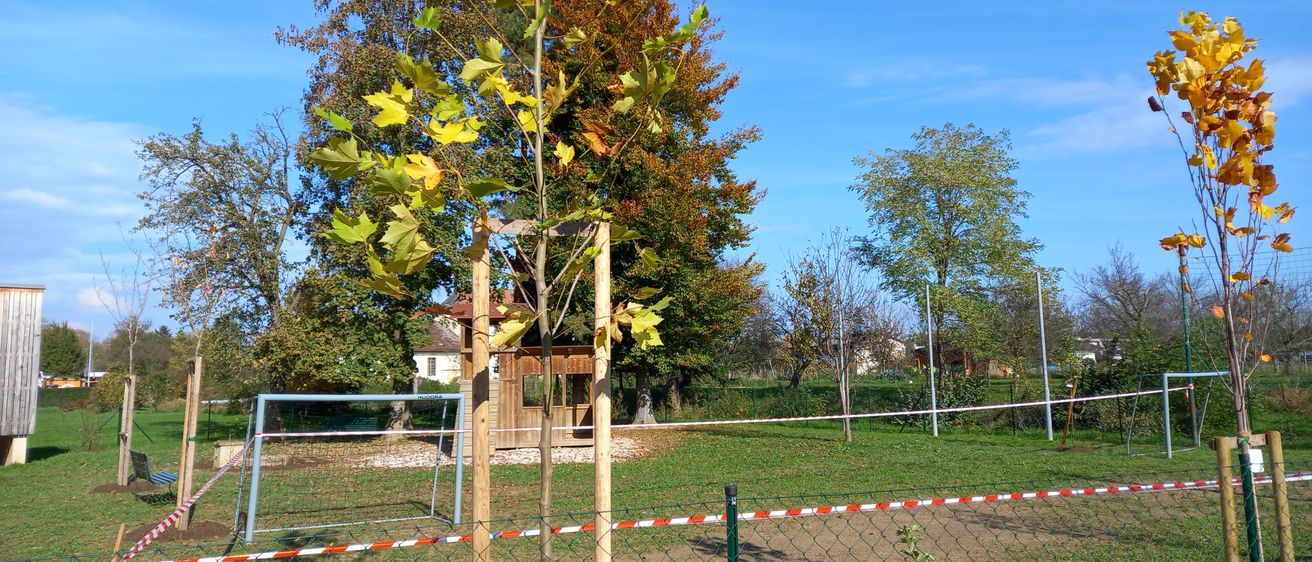 Bild enthält, Tree, Tree Trunk, Grass, Outdoors, Nature, Wheel, Bicycle, Backyard, Yard, Park