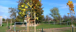 Bild enthält, Tree, Tree Trunk, Grass, Outdoors, Nature, Wheel, Bicycle, Backyard, Yard, Park
