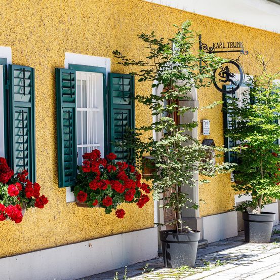 Bild enthält, Window, Plant, Flower, Flower Arrangement, City, Geranium, Potted Plant, French Window, Urban, Home Decor