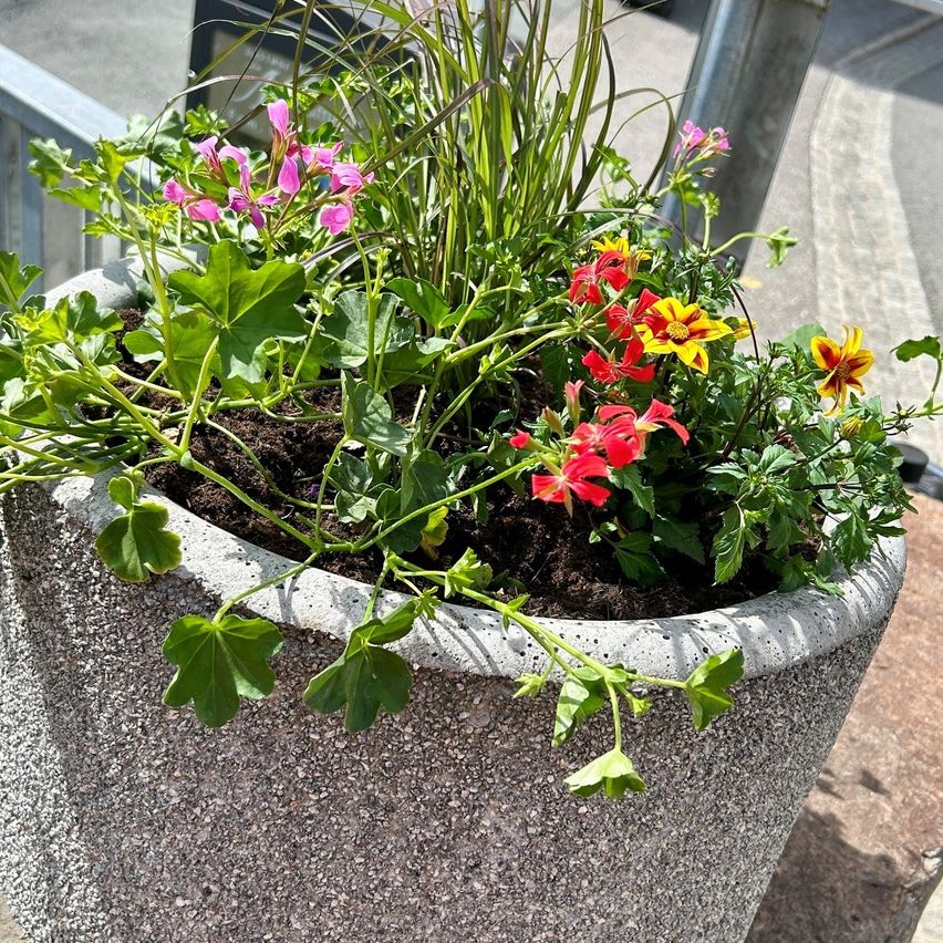 Ein Betonpflanzer gefüllt mit einer Vielfalt von Blumen, darunter rote, rosa und gelbe Blüten, umgeben von grünen Blättern.