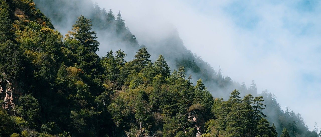 Bild enthält, Vegetation, Tree, Land, Nature, Outdoors, Woodland, Weather, Slope, Scenery, Fir
