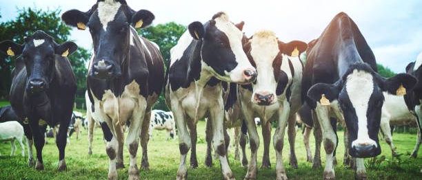 Eine Herde schwarz-weißer Kühe steht auf einer Wiese unter einem teilweise bewölkten Himmel.