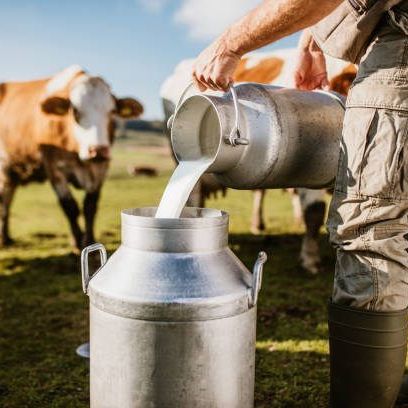 Eine Person gießt Milch aus einem Metalleimer in einen Edelstahlbehälter auf einer Wiese, im Hintergrund grasen Kühe.