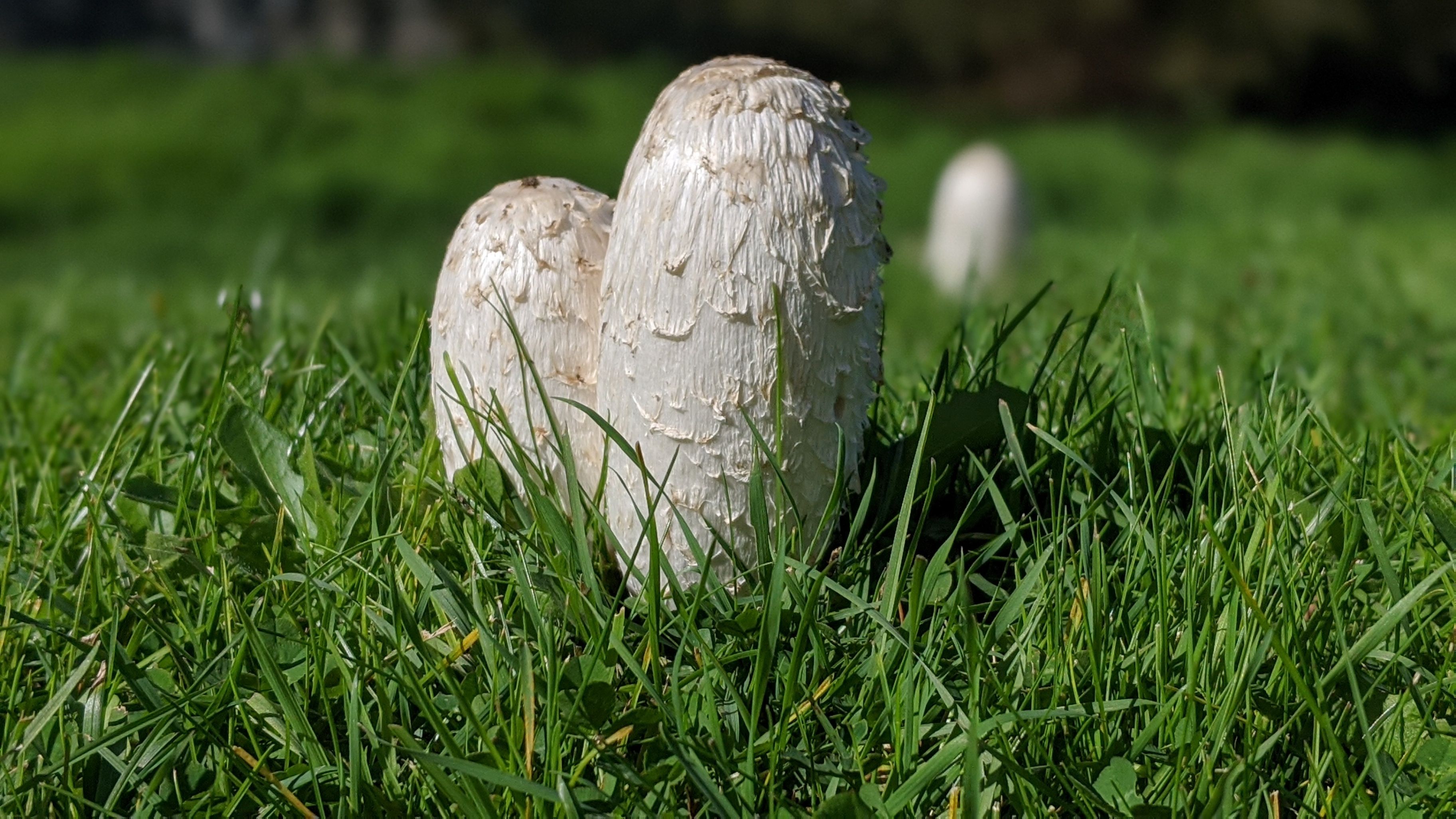 Zwei große, weiße Pilze wachsen auf einem Grasfeld. Die Pilze haben eine glatte Kappe mit einer strukturierten Oberfläche. Das Gras ist grün und gut gepflegt.