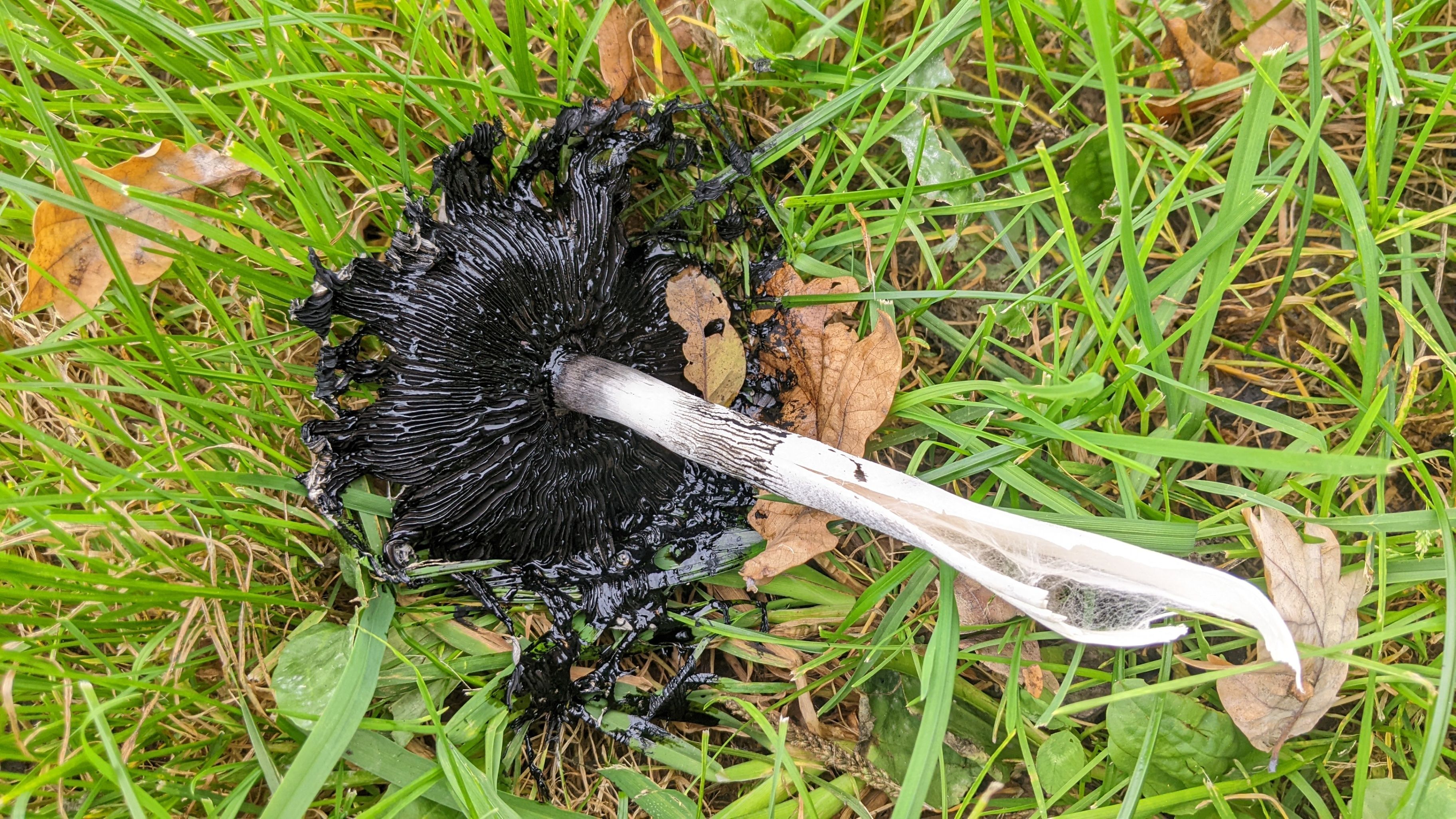 Eine Nahaufnahme eines schwarzen, sporenbedeckten Pilzes auf einer grasbewachsenen Oberfläche. Der Pilzkappe ist mit dunkler Flüssigkeit verschmiert, und sein Stiel liegt neben ihm.
