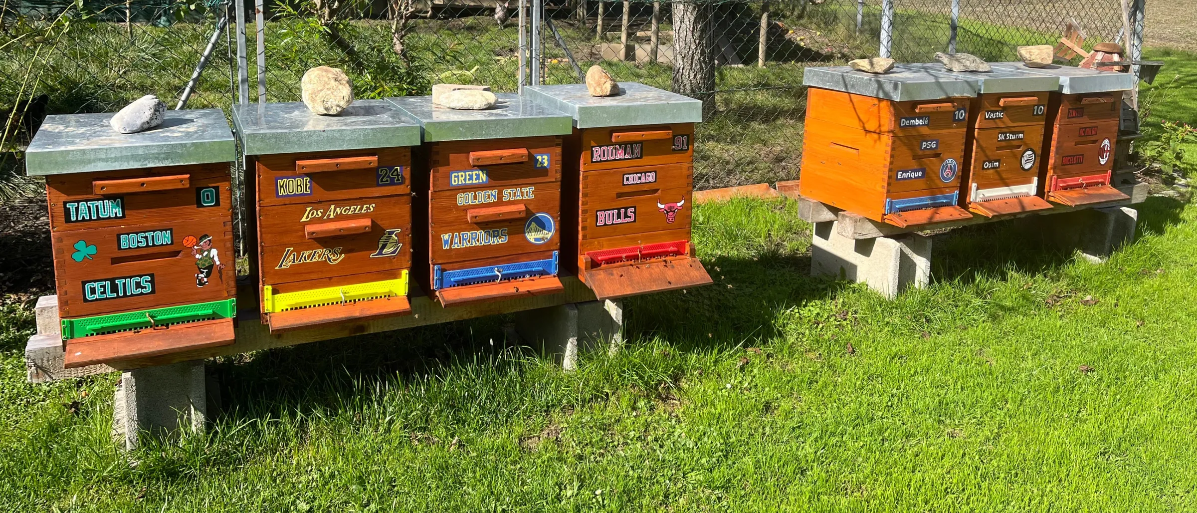 Apiary, Grass, Plant