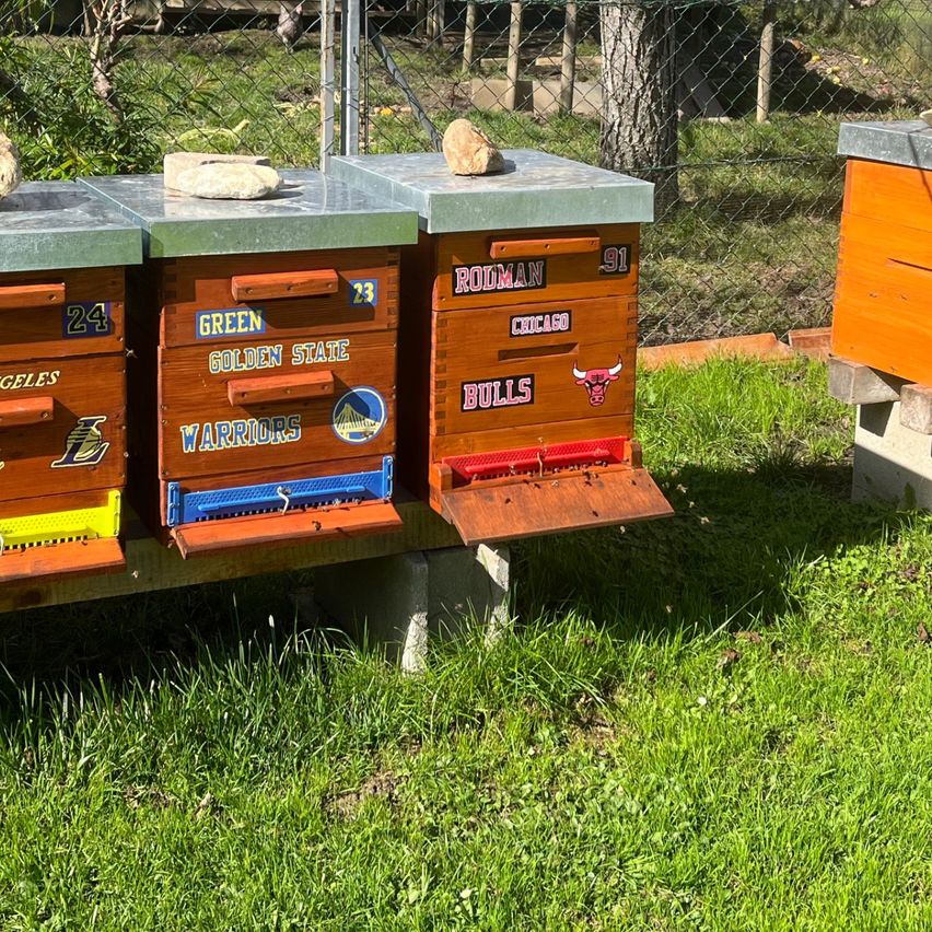 Bild enthält, Apiary, Grass, Plant