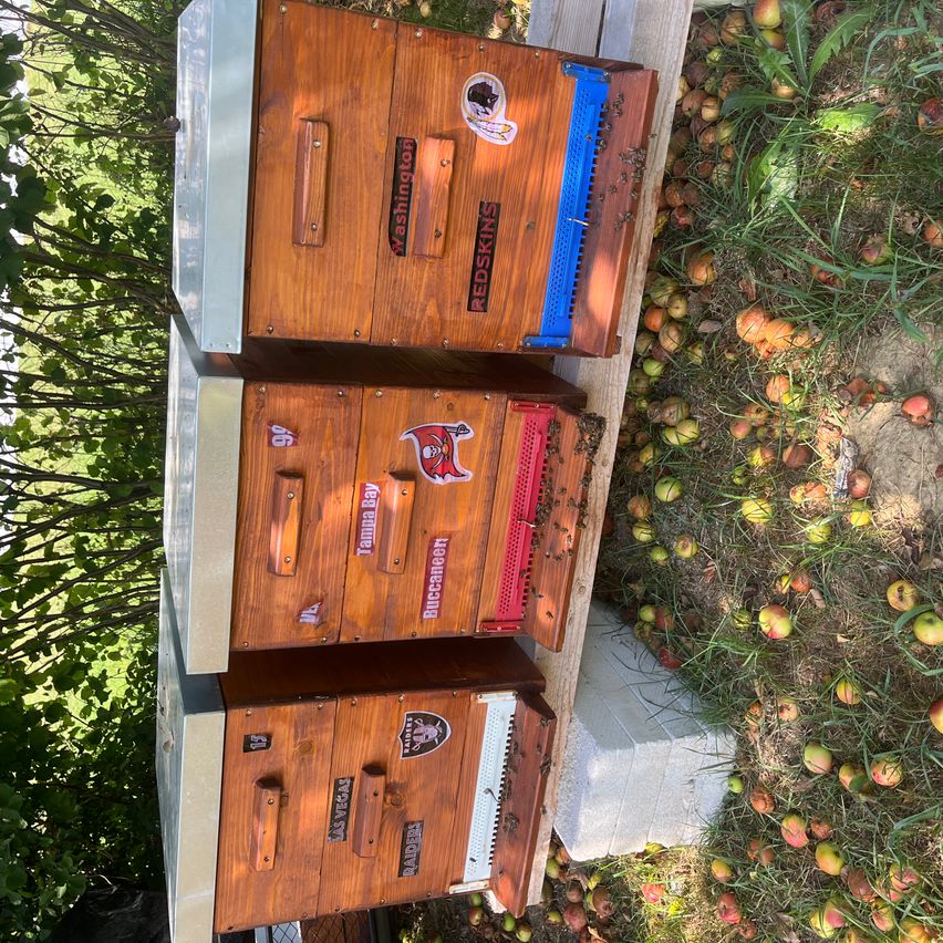 Drei Holzbeuten mit Metallrahmen sind im Freien gestapelt. Jede Biene hat Aufkleber mit Teamlogos und Zahlen. Bienen sind auf den Bienenstöcken sichtbar. In der Nähe liegen zahlreiche gefallene Äpfel.