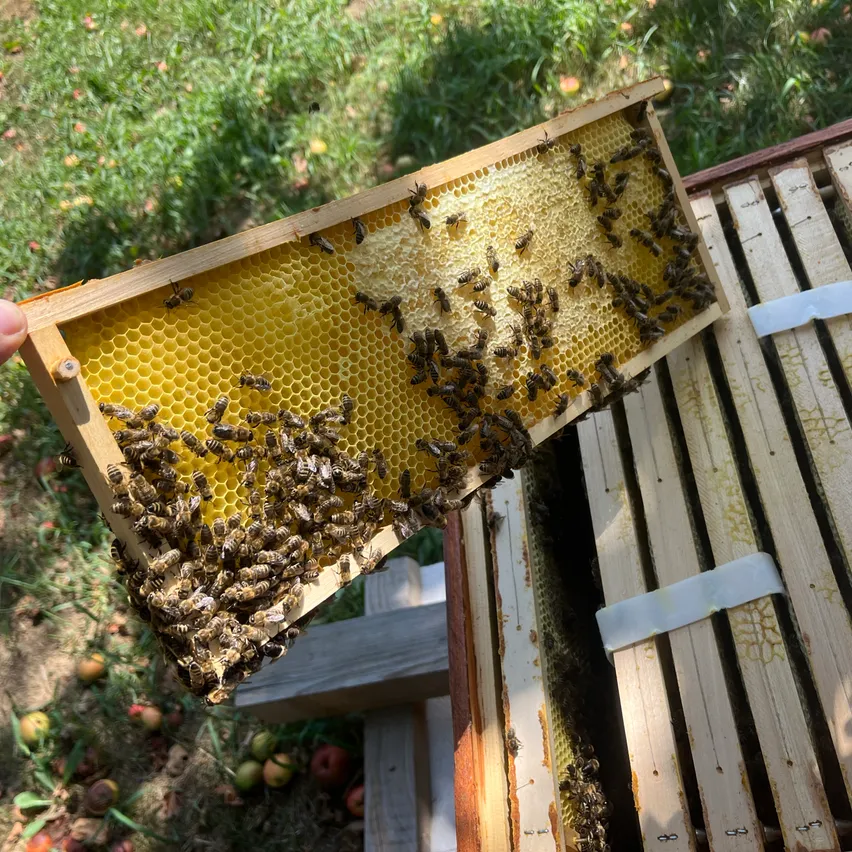 Eine Holzbeute mit einem Wabenrahmen voller Bienen wird von einer Person gehalten. Die Beute steht auf einer Holzkonstruktion mit Gras und Äpfeln in der Nähe.