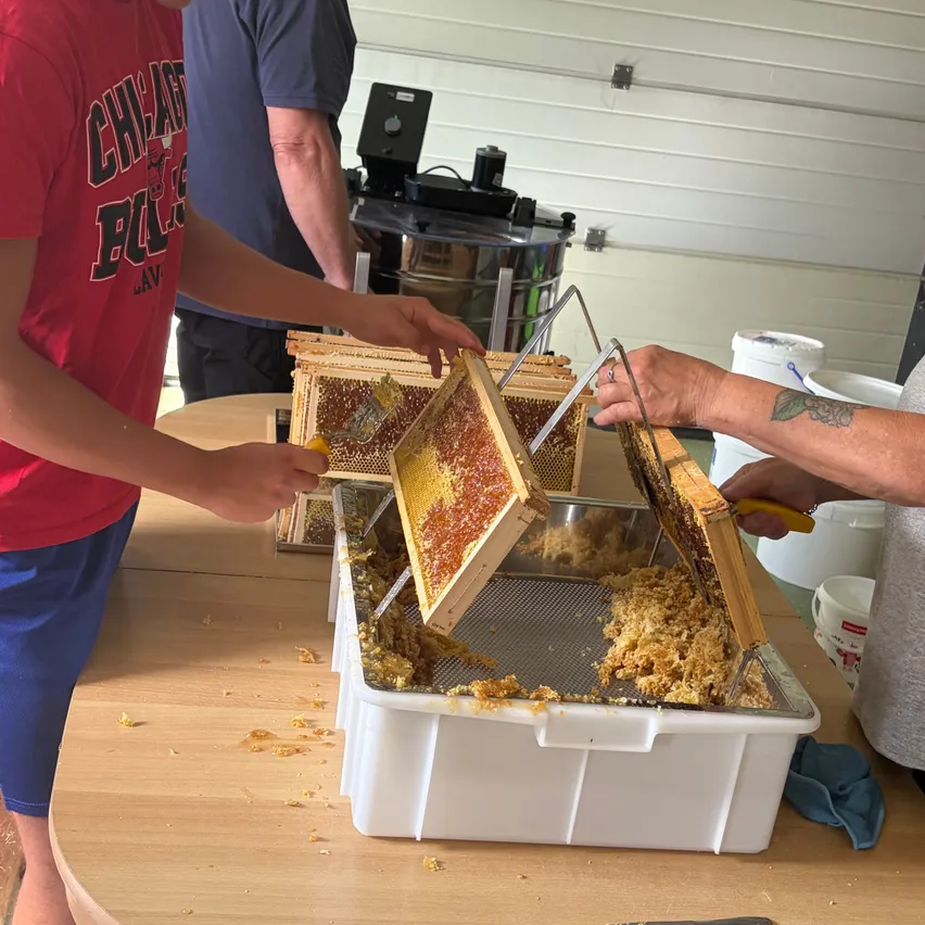 Zwei Personen arbeiten an einem Bienenstock, einer hält ein Honigwaben und der andere benutzt ein Werkzeug, um Honig zu extrahieren. Ein Mann in einem roten Shirt beobachtet.