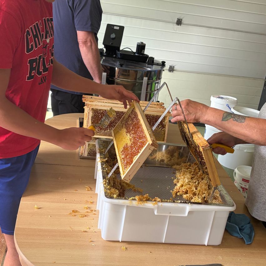 Zwei Personen arbeiten an einem Bienenstock, einer hält ein Honigwaben und der andere benutzt ein Werkzeug, um Honig zu extrahieren. Ein Mann in einem roten Shirt beobachtet.