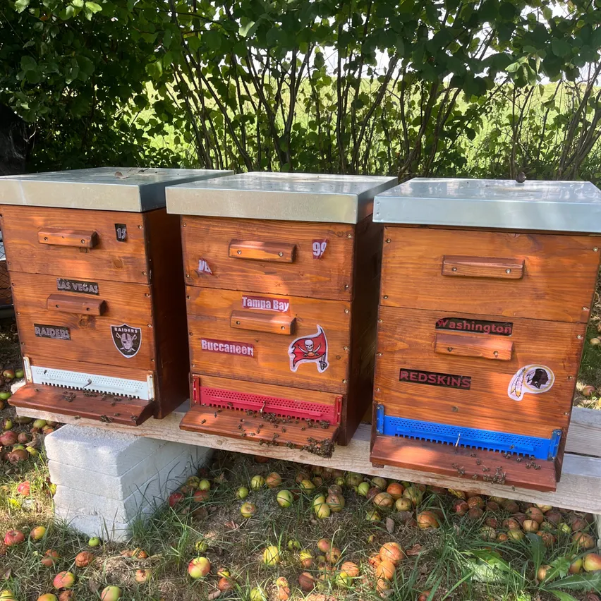 Drei hölzerne Bienenstöcke mit Metalldeckeln stehen auf einer Holzbank. Die Bienenstöcke sind mit Aufklebern verziert, die die Namen von NFL-Teams tragen. Die Bank ist von einem Feld grüner Bäume und einem Haufen Äpfel umgeben.