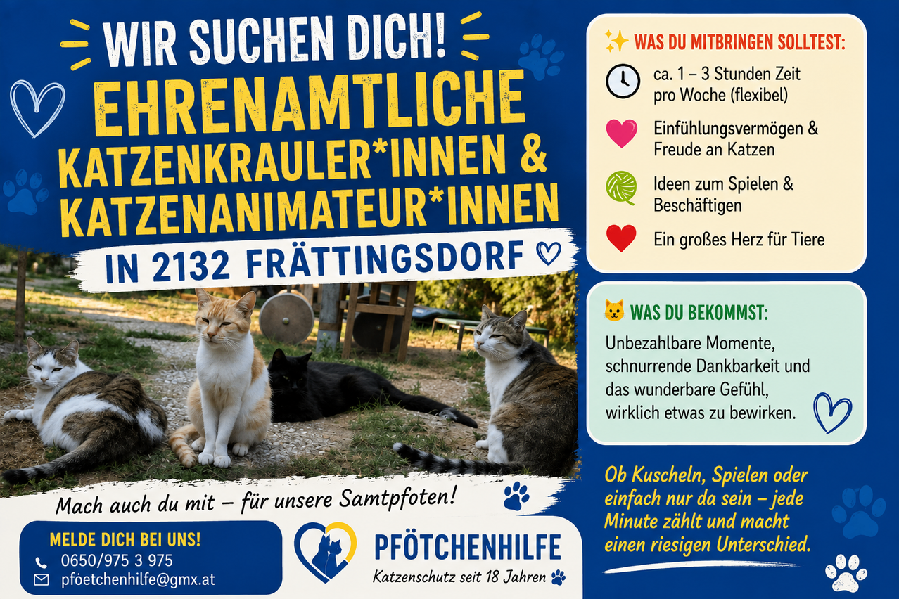Plakat mit Katzen und Text auf Deutsch. Es lädt dazu ein, Katzen zu adoptieren und erwähnt Vorteile wie Gesellschaft und Aktivitäten. Das Plakat hat einen blauen Hintergrund mit gelbem Text.