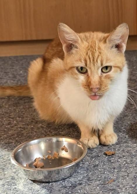 Eine Katze sitzt auf dem Boden und schaut mit herausgestreckter Zunge nach oben. Die Katze ist orange und weiß. Vor ihr steht ein Napf.