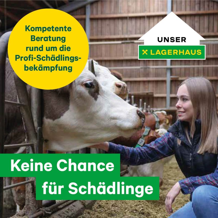 Eine Frau kniet neben einer Kuh in einer Scheune. Die Scheune hat Holzwände und ein Metalldach. Die Kuh hat einen Ohrring. Die Frau lächelt.