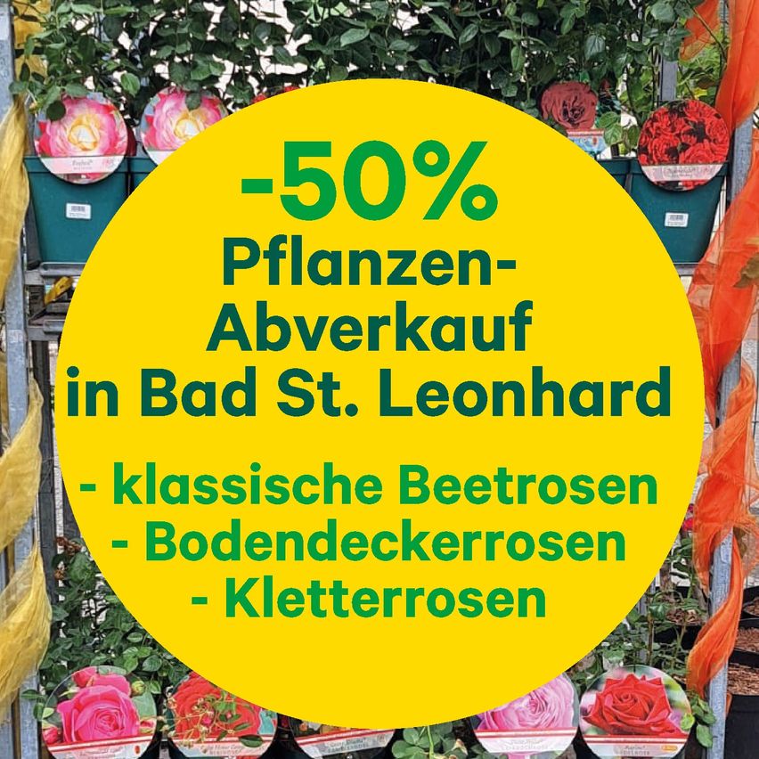 Ein gelber kreisförmiger Werbeplakat für einen Pflanzenverkauf mit 50% Rabatt in Bad St. Leonhard. Es beinhaltet klassische Beetrosen, Bodendeckerrosen und Kletterrosen.