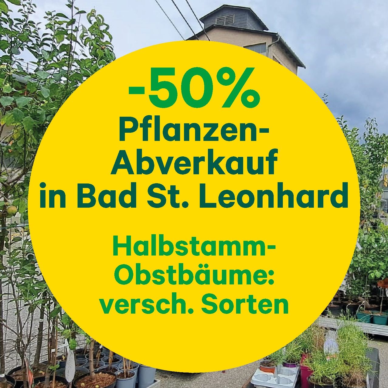 Ein gelber runder Schild in einem Garten bewirbt einen 50%igen Rabatt auf Halbstamm-Obstbäume in Bad St. Leonhard. Im Hintergrund sind verschiedene Topfpflanzen zu sehen.