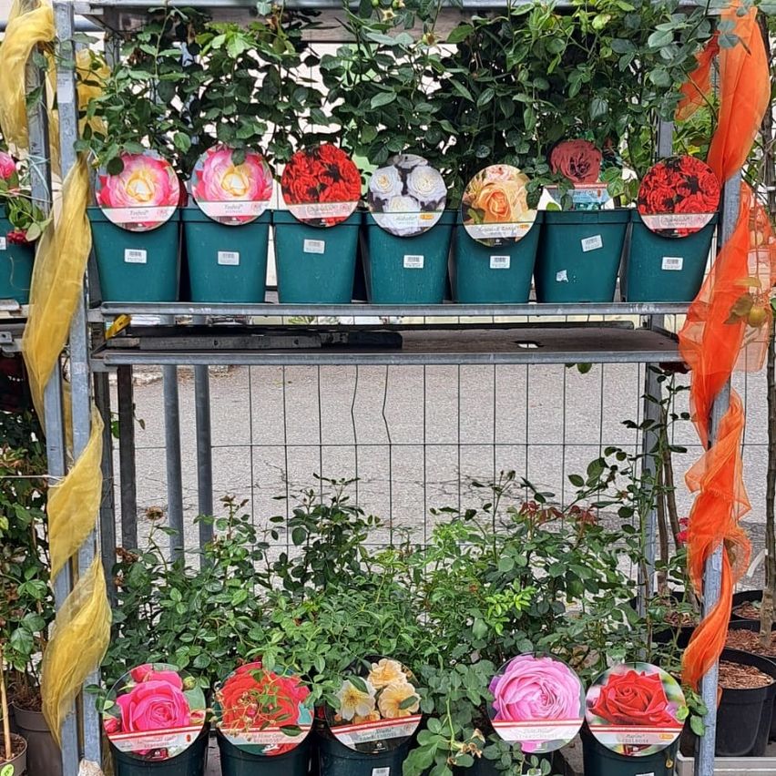 Ein Metallregal zeigt Topfpflanzen mit Blumen in verschiedenen Farben. Die oberste Reihe besteht aus Rosen in Rosa, Gelb und Rot. Darunter befinden sich weitere Rosen und Pflanzen.