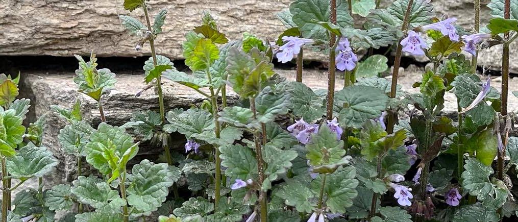 Ein Nahaufnahme eines Gartens mit verschiedenen grünen Pflanzen und lila Blüten, die um eine Steinmauer herum wachsen.