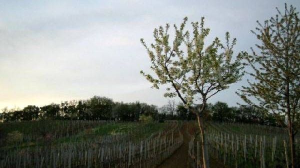 v1_migrated_image_86523859