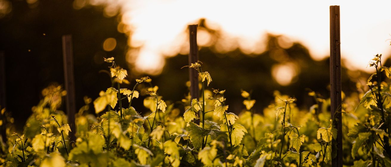 Ein Weinberg, der im goldenen Licht der untergehenden Sonne gebadet wird, mit üppigen grünen Blättern und sichtbaren Holzpfählen.