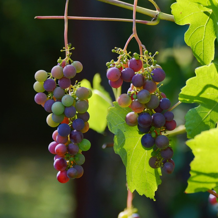 v1_migrated_image_71727205