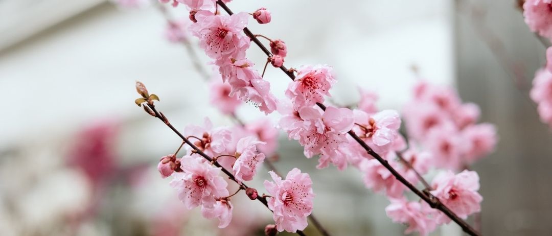 Flower, Plant, Cherry Blossom, Petal, Rose