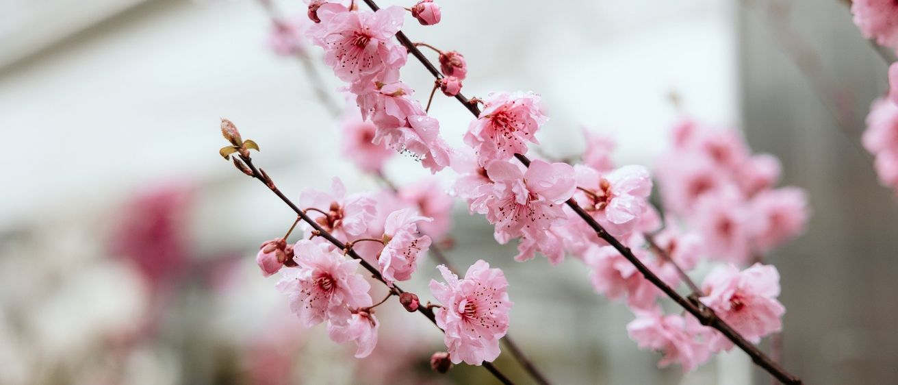 Eine Nahaufnahme von blühenden rosa Kirschblüten mit zarten Blütenblättern und grünen Blättern. Die Blüten sind in Clustern entlang der Zweige angeordnet.