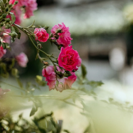 Ein Nahaufnahme von rosa Rosen mit grünen Blättern, einigen Knospen und einem leicht verschwommenen Hintergrund.