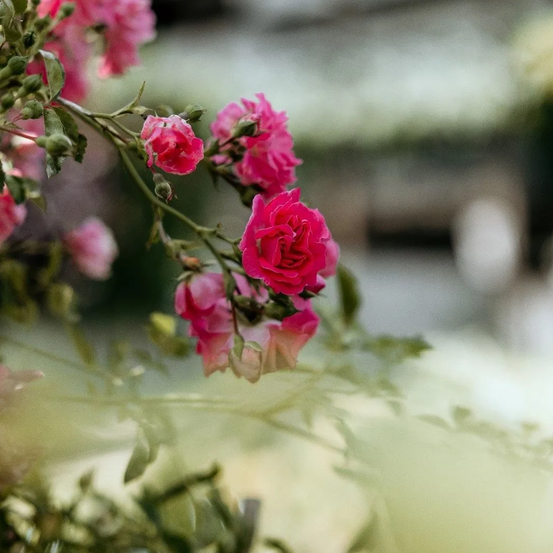 Ein Nahaufnahme von rosa Rosen mit grünen Blättern, einigen Knospen und einem leicht verschwommenen Hintergrund.